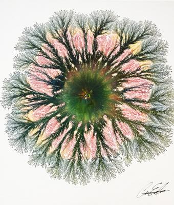 boreal-explosion