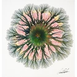boreal-explosion
