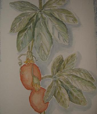 passiflora