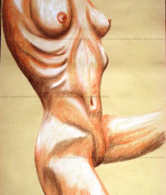 anatomy-study-02