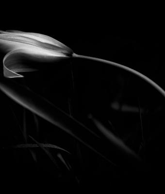 presenza