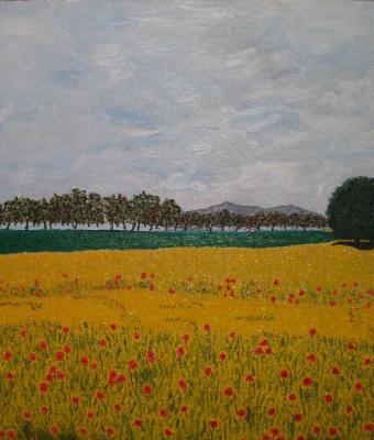 campo-di-papaveri-40x28