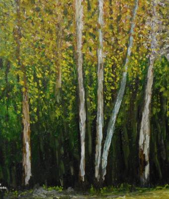 sottobosco