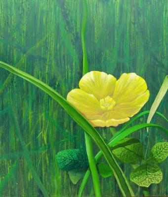 buttermarshmarigold