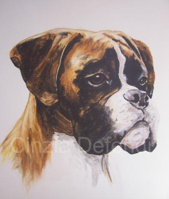 boxer