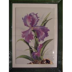 iris