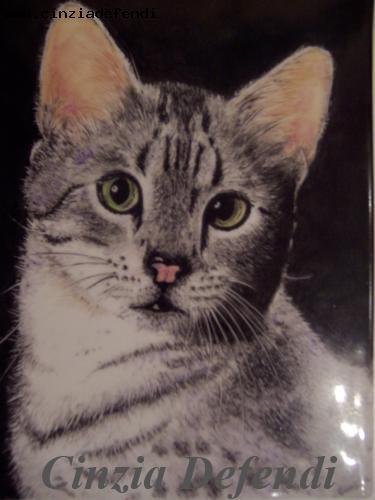il-mio-gatto