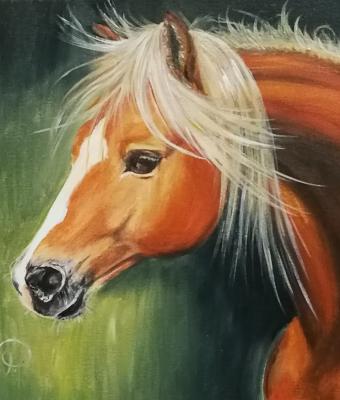 cavallo-baio