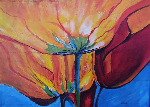 tulipani