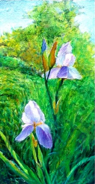 ireos-fiori-di-campo