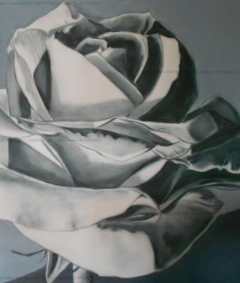 white-rose