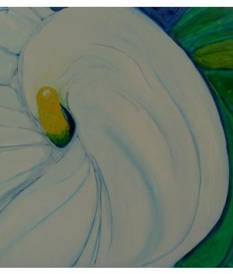 calla-bianca