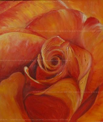 rosa-gialla