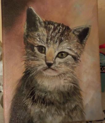 gattino