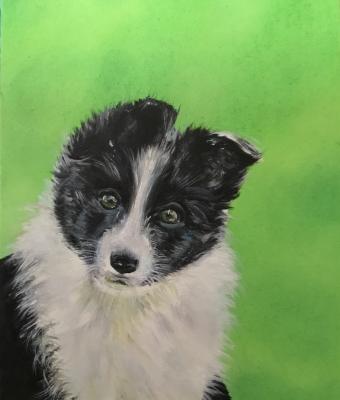 cucciolo-di-border-collie