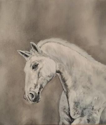 cavallo