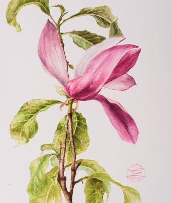 ciuffo-di-magnolia