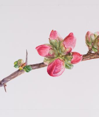 boccioli-rosa