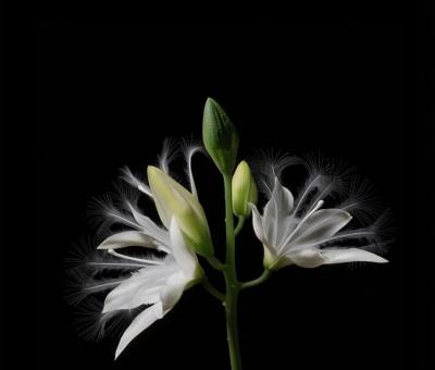 from-flowers-to-bees