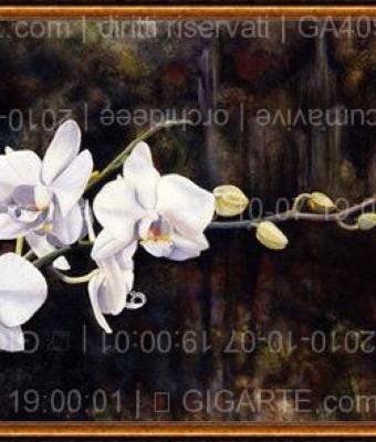 orchideee