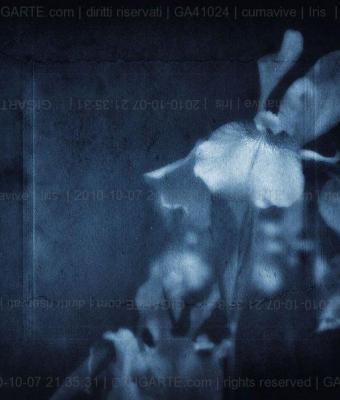 iris