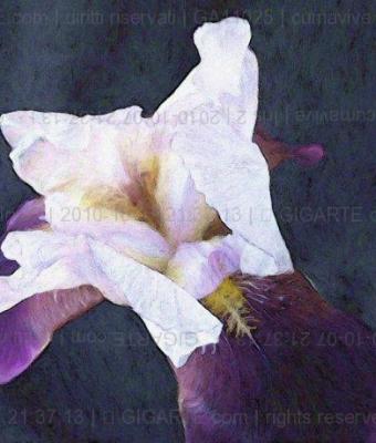 iris-2