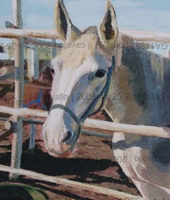 il-cavallo