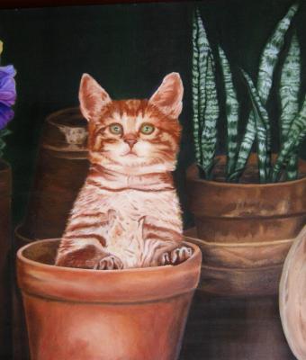 gatto