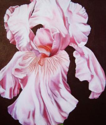 orchidea