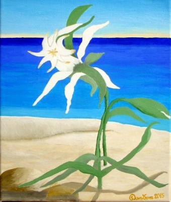 il-giglio-di-mare