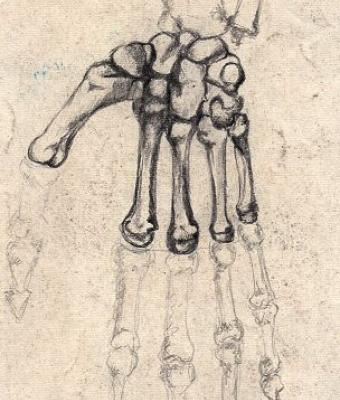 disegni-anatomici-la-mano