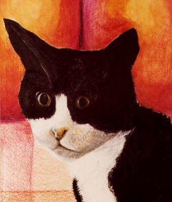 il-gatto