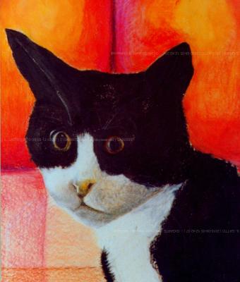 il-gatto