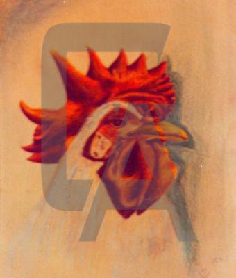 il-gallo