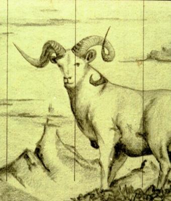 bighorn