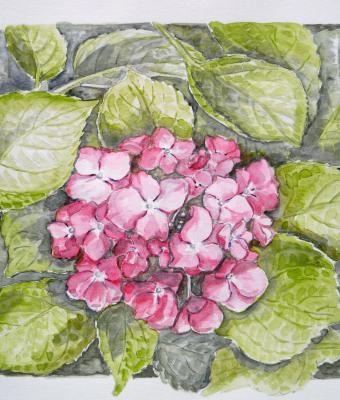 hydrangea