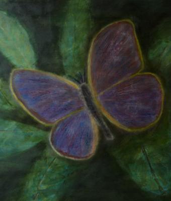 butterfly