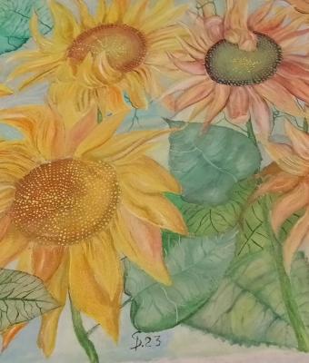 girasoli