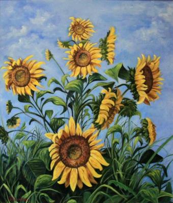 girasoli-curiosi