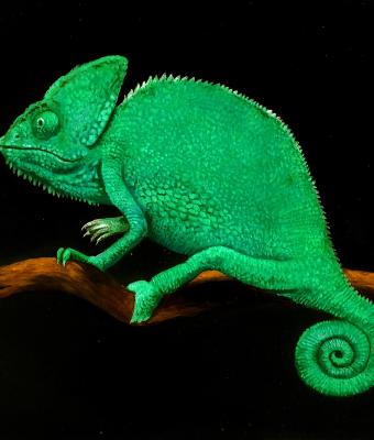 camaleonte