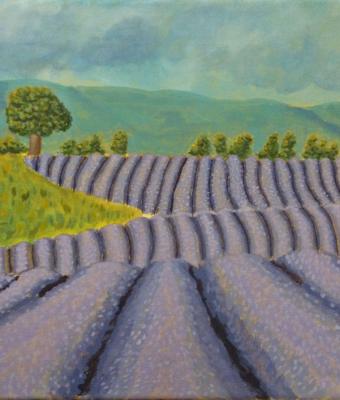 campi-di-lavanda