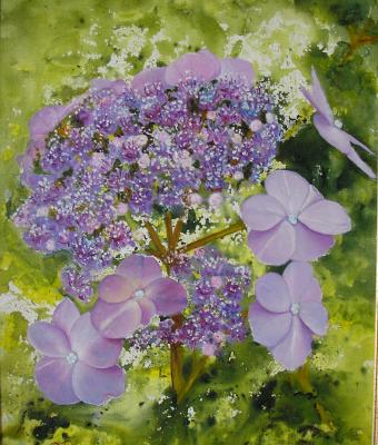 ortensie