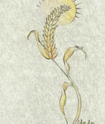 spiga-di-grano-sotto-il-sole-d
