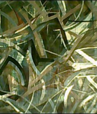 tribolazione