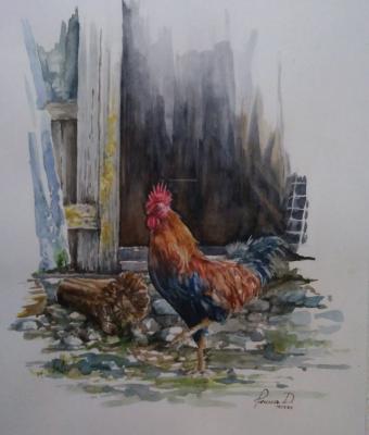 il-gallo