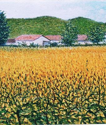 campo-di-grano