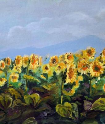 campo-di-girasoli