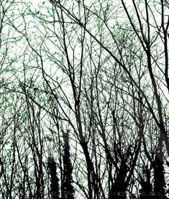 synapse