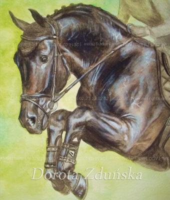 saltado-black-jumping-horse