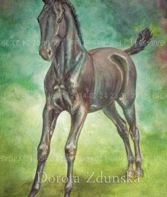 puli-fresian-foal